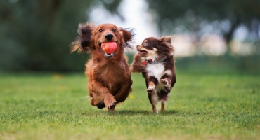 Köpeğin Dışkı Yemesi