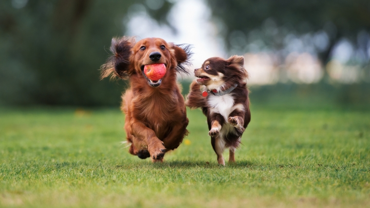 Köpeğin Dışkı Yemesi