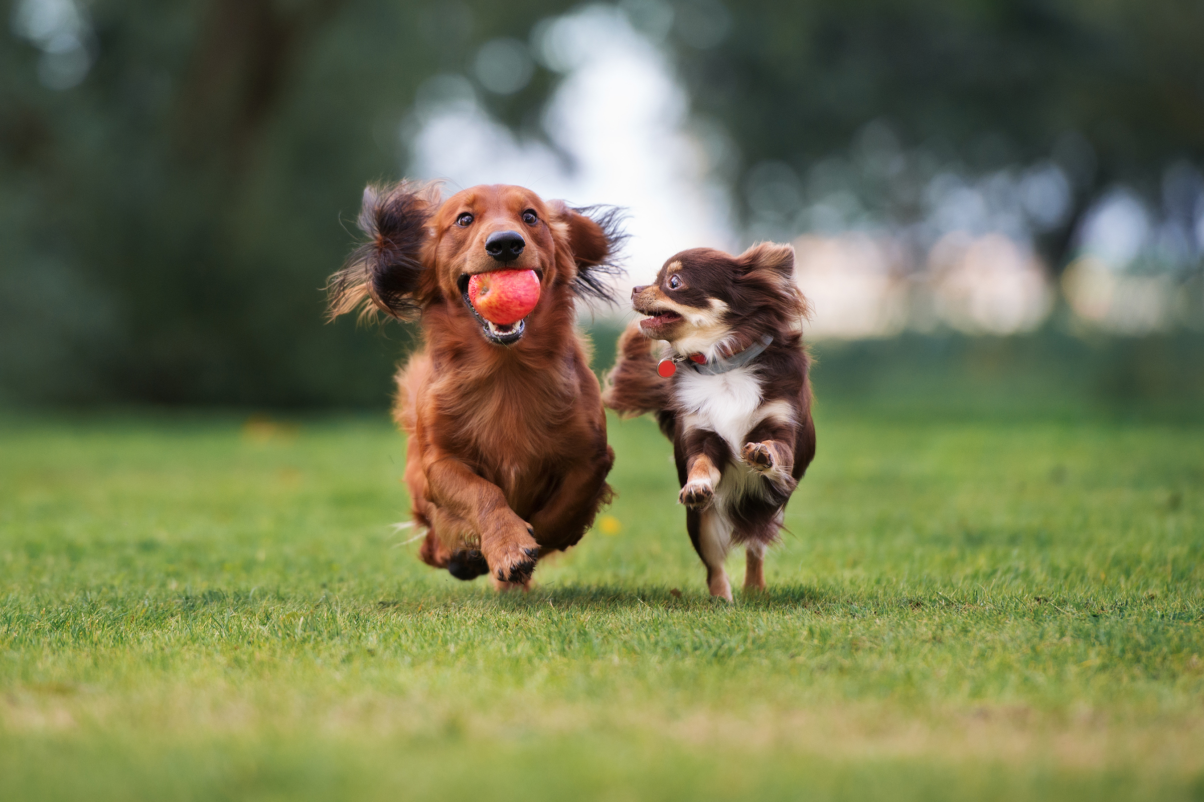 Köpeğin Dışkı Yemesi