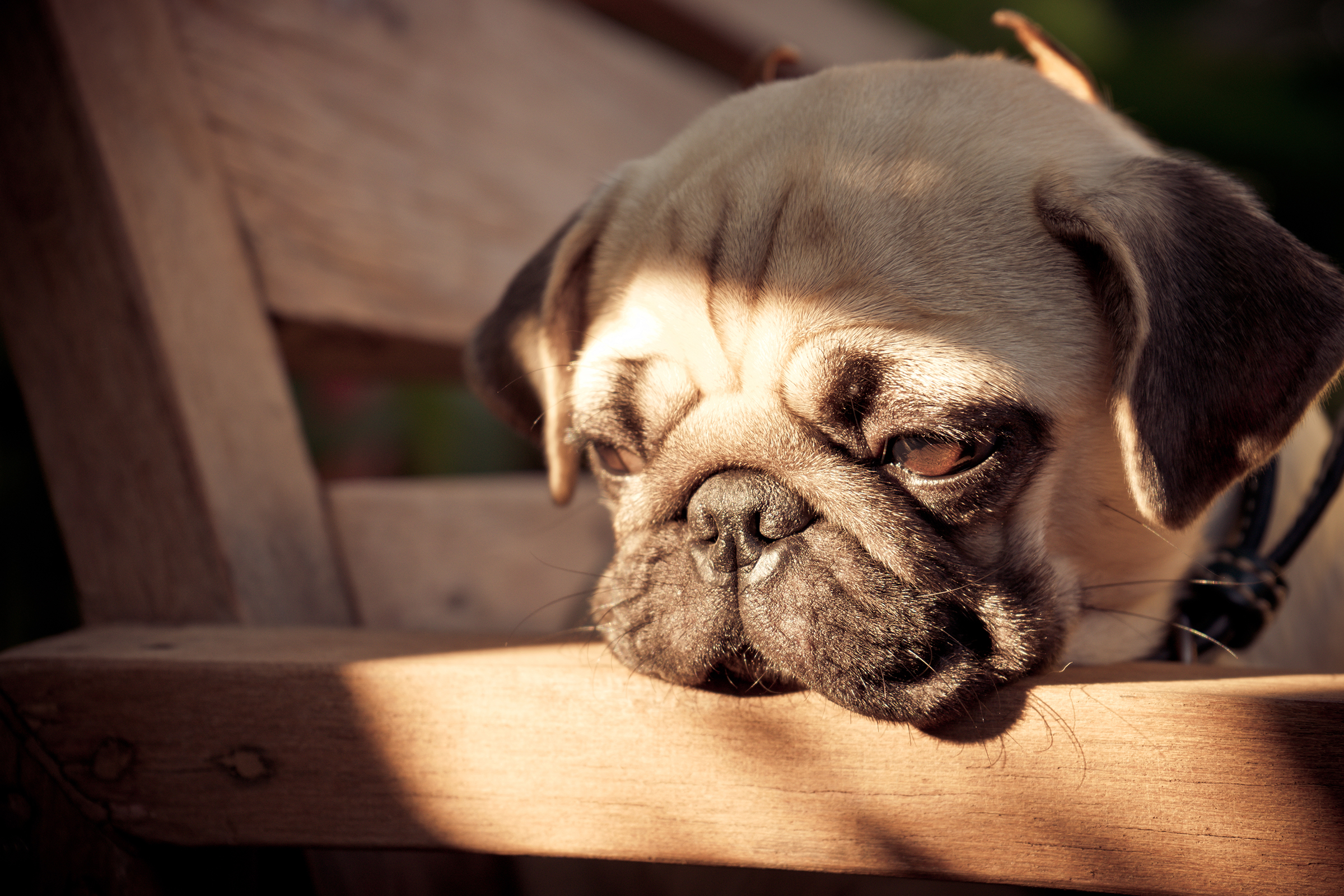 Köpek ve Kedilerde Davranış Bozuklukları